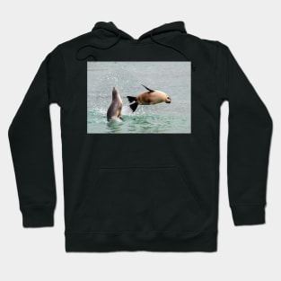 Playful Sea Lions, Baird Bay SA Hoodie